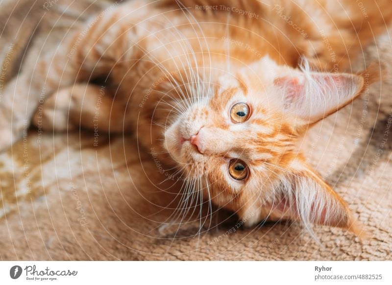 Lustige neugierige junge rote Ingwer Maine Coon Kätzchen Katze sitzt zu Hause Sofa. Waschbär Katze, Maine Katze, Maine Shag bezaubernd Tier schön züchten