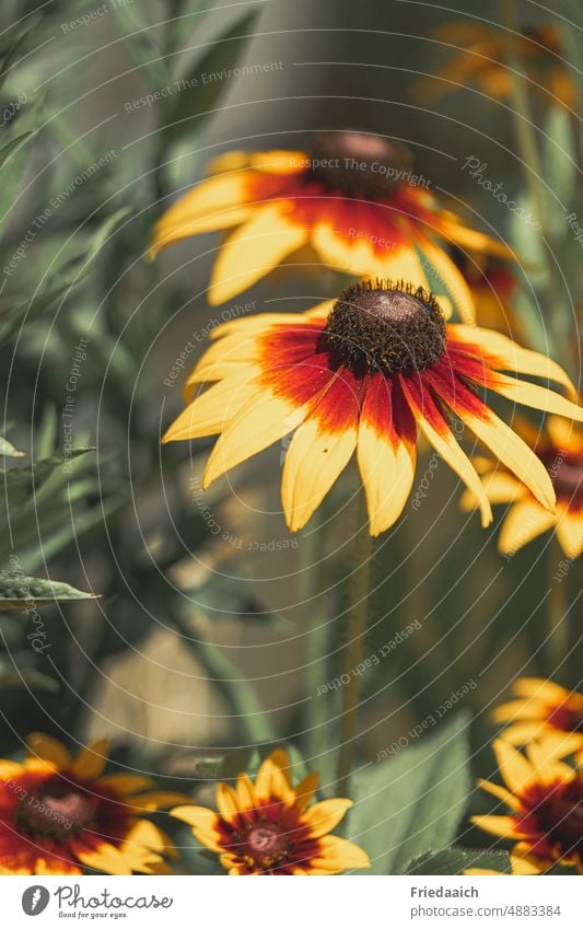 Gelber Sonnenhut im Blumenbeet Blüte gelb Sommer Blühend Pflanze Natur Heilpflanzen Garten Farbfoto Außenaufnahme Nahaufnahme Schwache Tiefenschärfe Umwelt