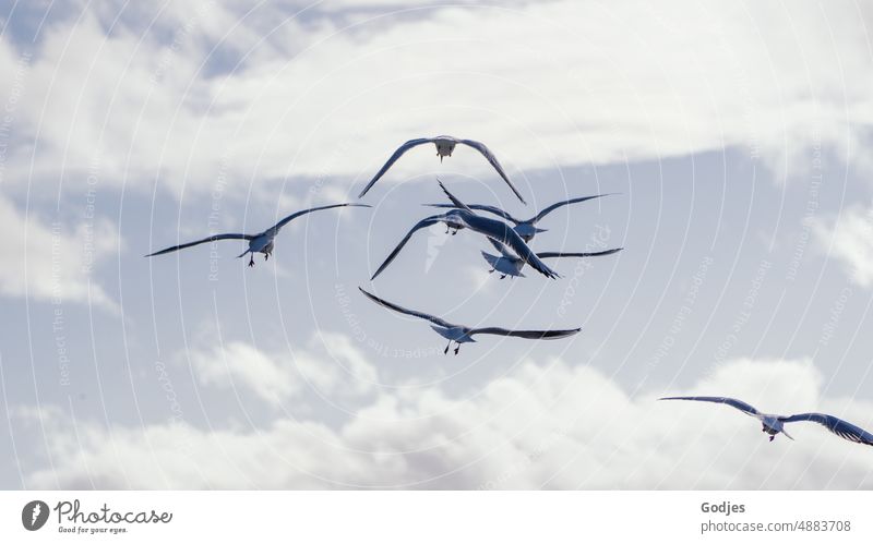 Ein Schwarm von fliegenden Möwen am Himmel Möwenschwarm Vögel Wolken Vogel blau Tier Freiheit Natur Flügel Meer Außenaufnahme Farbfoto weiß Feder Wildtier