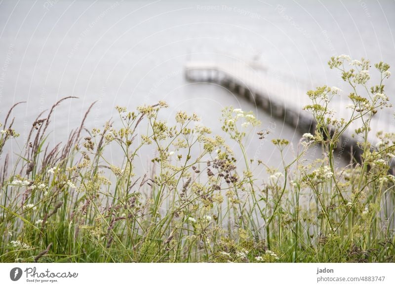 meerblick. gras grün Wiese Blume Sommer Natur Wasser Meer Außenaufnahme Pflanze Steg Bootssteg