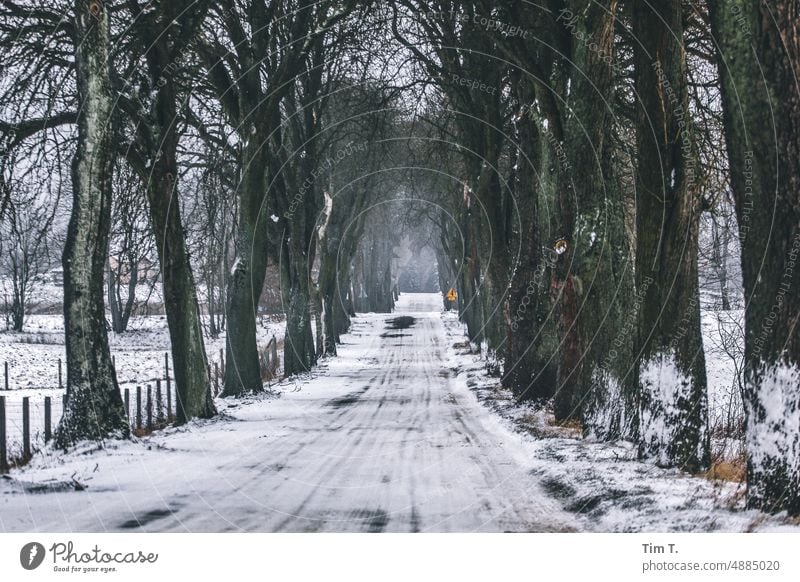 Winterallee mit Schnee in Polen Januar Allee leer kalt Baum Eis Frost weiß Natur gefroren Landschaft frieren Winterstimmung Außenaufnahme Wintertag Wetter Kälte