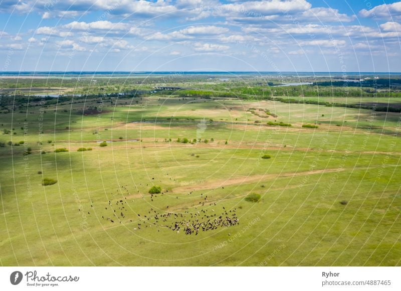 Weißrussland. Luftaufnahme von Rindern von Kühen weiden in Wiesen Weide. Frühling Sommer Grüne Weide Landschaft Antenne landwirtschaftlich Ackerbau Tier schön