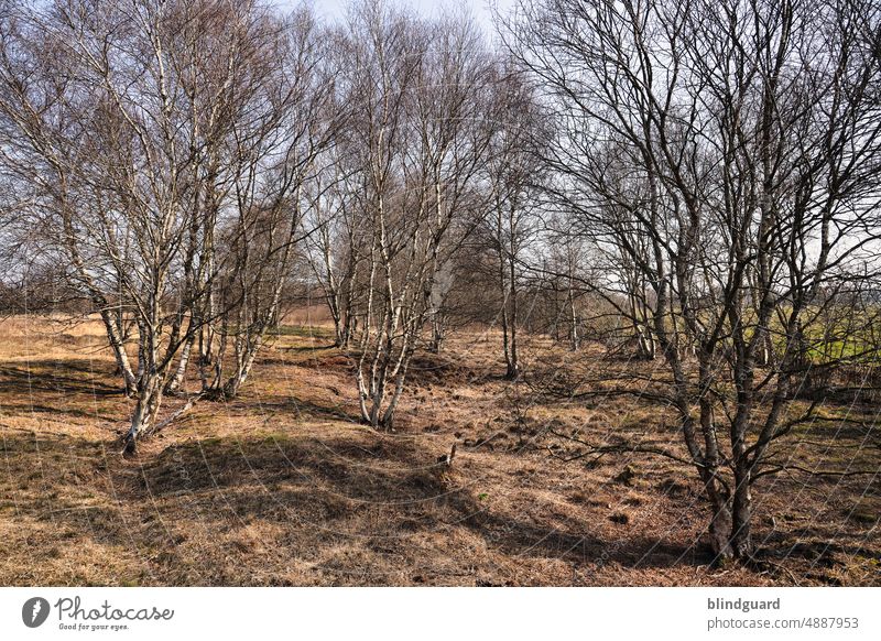 Natur im Einklang moor sumpf natur unberührt Landschaft Baum Umwelt Außenaufnahme Menschenleer Tag Gras plankenhorizont naturschutz naturschutzgebiet