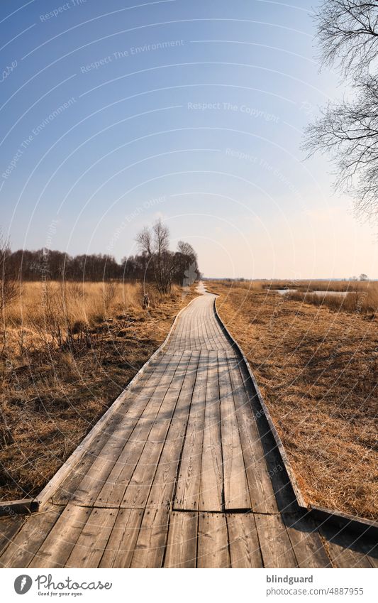 Wohin geht die Reise nun weiter? weg planken moor sumpf natur unberührt Landschaft Baum Umwelt Außenaufnahme Menschenleer Tag Gras plankenhorizont naturschutz