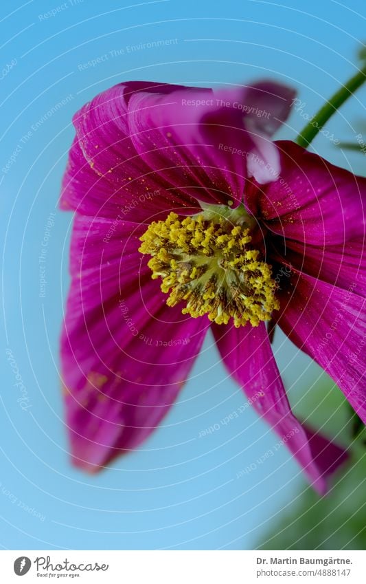 Blütenstand von Cosmos bipinnatus, Schmuckkörbchen, Mexikoaster oder Gemeine Kosmee Cosmea blühen Zungenblüte Zungenblüten Röhrenblüten einjährig aus Mexiko