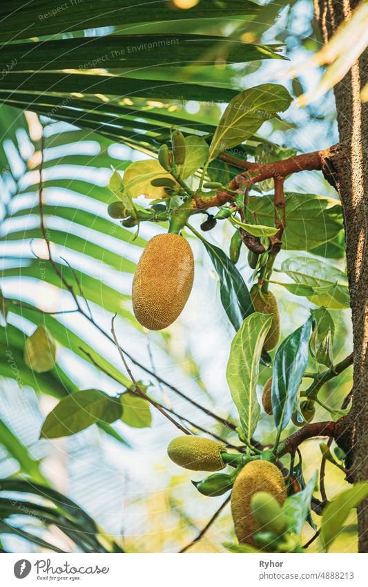 Goa, Indien. Close View Of Jackfruit On Tree Artocarpus heterophyllus Jakobsfrucht Moraceae Ackerbau Asien asiatisch Unteransicht schließen abschließen