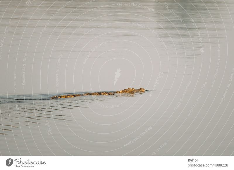 Carambolim-See, Goa, Indien. Muggerkrokodil oder Crocodylus Palustris. Sumpfkrokodil, Breitschnauzenkrokodil schwimmt im Wasser Crocodylus palustris Tier Asien