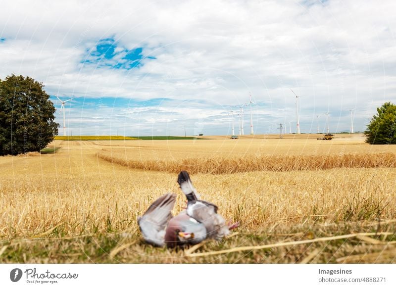 Tot gemähter Vogel. Tote Taube im Vordergrund auf frisch gemähtem Weizenfeld. Weizen ernten. Landwirtschaft. mähen Weizenfeld Ernte landwirtschaftliches Feld