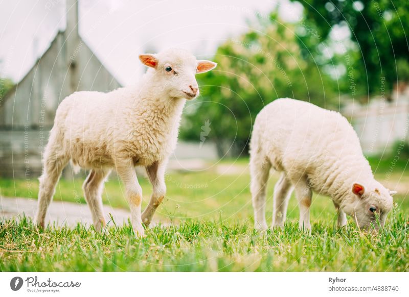 Kleine Hausschafe Lamm Weidefütterung auf der Weide. Schafhaltung Ackerbau Tier Tierjunges schön züchten Land Landschaft niedlich heimisch Bauernhof