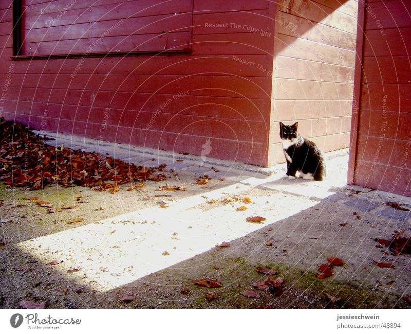 Kätzchen in der Herbstsonne Katze Blatt Einsamkeit mehrfarbig Sonne Schatten einsamkei