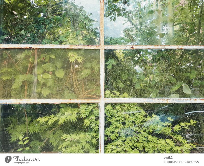 Biomasse System Pflanze Botanik übersichtlich Wachstum grün im Freien Nahaufnahme Natur Flora Detailaufnahme Laubwerk Hintergrund Glas Konstruktion Fenster