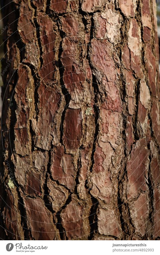 Baumrinde Detailaufnahme Natur Baumstamm Holz Strukturen & Formen Nahaufnahme natürlich Muster Wachstum Rinde braun abstrakt Wald Umwelt