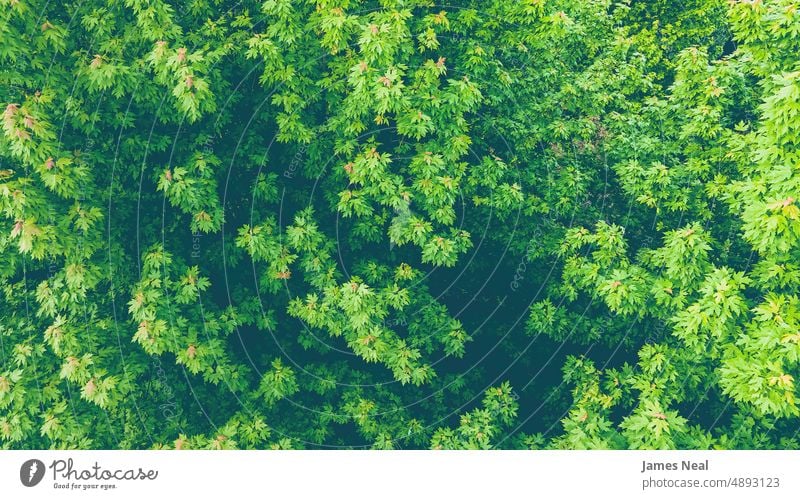 Sommerbäume und ihr Laub sonnig natürlich Laubwerk Wälder Blatt Tag Schönheit Hintergrund Bäume Pflanze wild Flora Drohnen-Perspektive Wisconsin im Freien