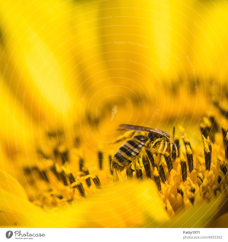 Biene sammelt Pollen an einer Sonnenblume oder ... kopfüber ins Vergnügen gelb Sommer Natur Blüte Blume Insekt Nektar fleißig Makroaufnahme Tier Pflanze