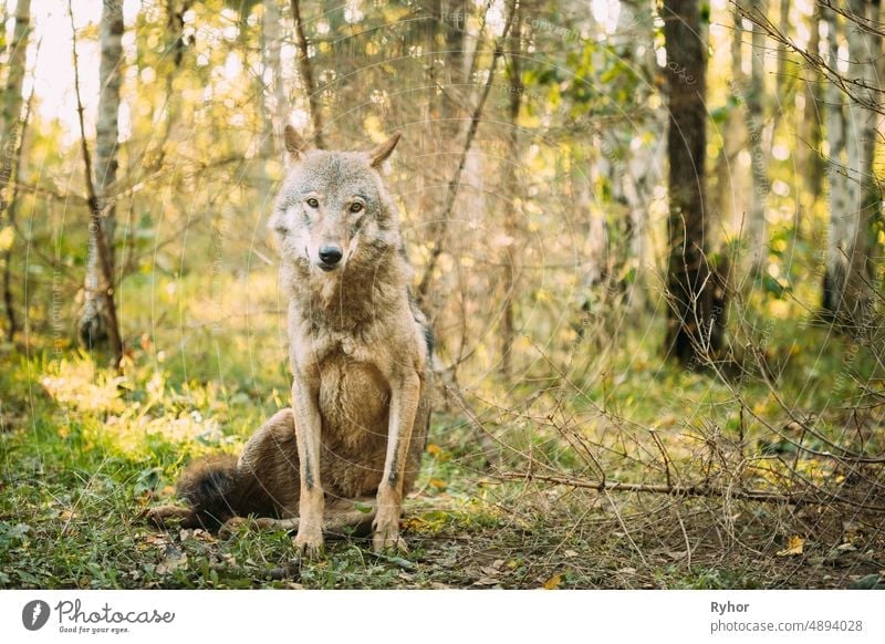Weißrussland. Wolf, Canis Lupus, Grauer Wolf, Grauer Wolf sitzend im Freien an einem Herbsttag. Porträt Berezinsky Canis lupus Tier schön weißrussland
