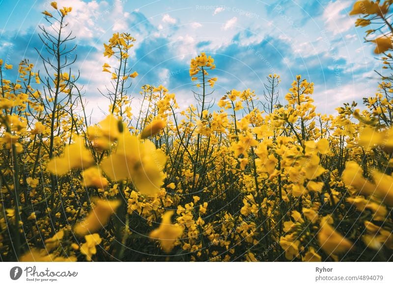 Close Up of Blossom of Canola Colza gelbe Blumen unter blauen sonnigen Himmel. Raps, Ölsaat Feld Wiese Ackerbau schön Blütezeit Überstrahlung hell Raps-Raps
