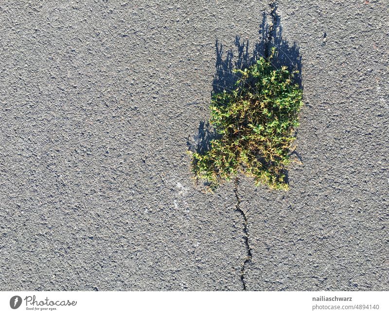 Kraft der Natur Umwelt Wege & Pfade Asphalt Baum pflanze Riss stärke Stadt Lebensraum Naturgewalt Naturwunder