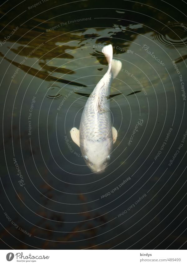 Der weiße Koi Wasser Frühling Sommer Herbst Teich Fisch 1 Tier Schwimmen & Baden ästhetisch elegant exotisch positiv Tierliebe Gelassenheit Stolz Bewegung Natur