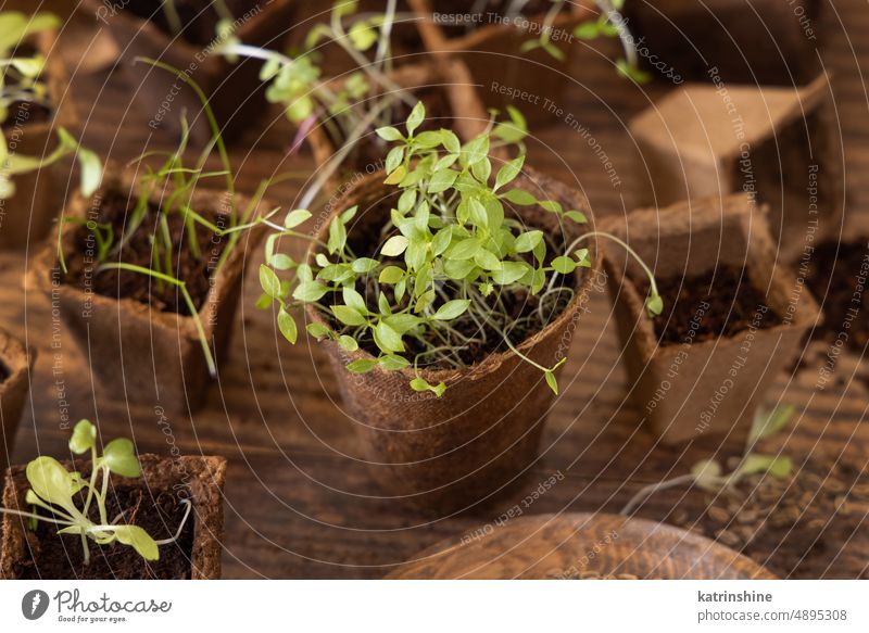 Gemüsesetzlinge in biologisch abbaubaren Töpfen auf Holztisch Nahaufnahme. Urbanes Gärtnern Sämlinge Frühling abschließen Natur Gartenarbeit hölzern dunkel