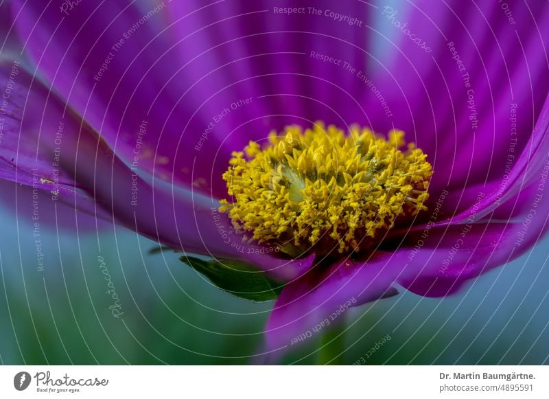 Blütenstand von Cosmos bipinnatus, Schmuckkörbchen, Mexikoaster oder Gemeine Kosmee Cosmea blühen Zungenblüte Zungenblüten Röhrenblüten einjährig aus Mexiko