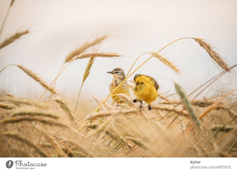 Westliche Bachstelze. Motacilla flava ist ein kleiner Sperlingsvogel aus der Familie der Schafstelzen, zu der auch die Pieper und die Schafstelzen gehören. Diese Art brütet in weiten Teilen des gemäßigten Europas und Asiens. Weißrussland