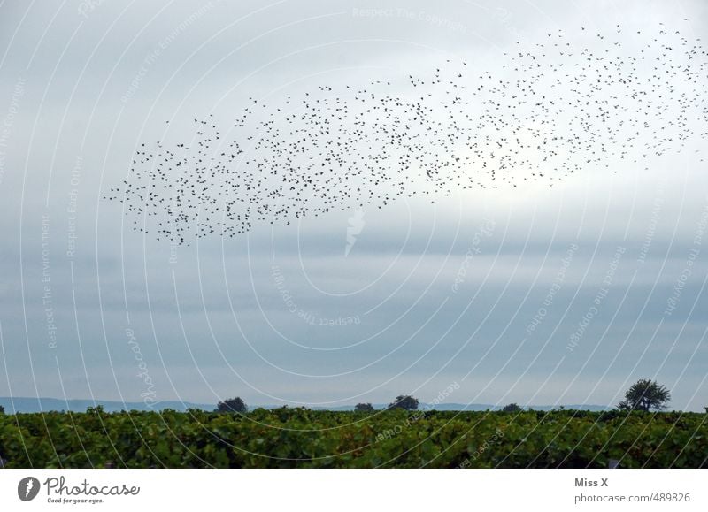 Schwarm Natur Landschaft Tier Himmel Wolken Sommer Herbst Wildtier Vogel Tiergruppe fliegen Schüchternheit Weinberg Vogelschwarm Star Zugvogel viele reisend