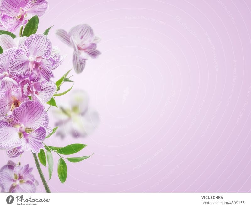 Rosa Orchideenblüten auf pastellfarbenem Hintergrund. rosa Borte Pastell farbig Vorderansicht Textfreiraum schön Blütezeit Überstrahlung Konzept Flora geblümt