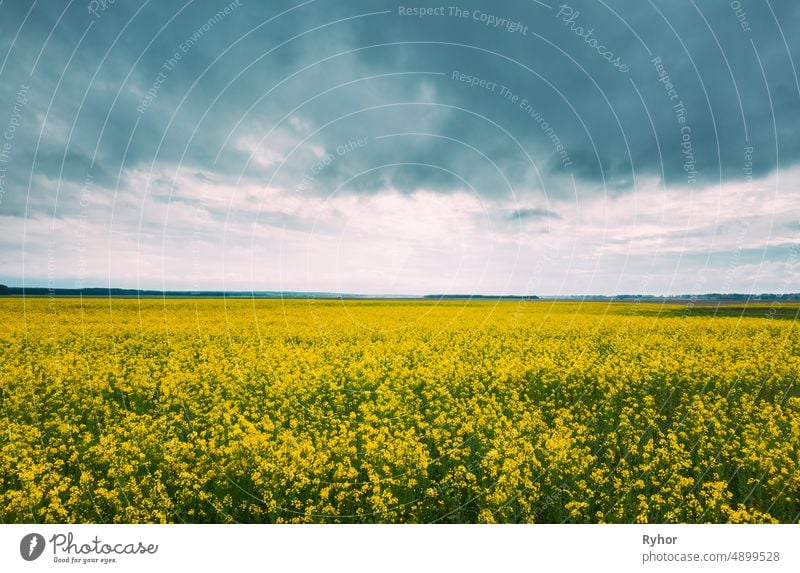 Blossom Of Canola Gelbe Blumen und bewölkten regnerischen Himmel. Helle dramatische Himmel über Raps, Ölsaat Feld Wiese Gras Landschaft Ackerbau schön Blütezeit