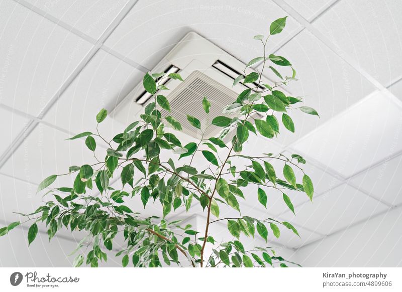Niedriger Winkel von assette Air Conditioner an der Decke in einem modernen hellen Büro oder einer Wohnung mit grünen Ficus-Pflanzenblättern. Luftqualität in Innenräumen