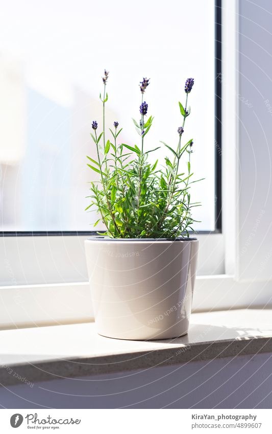 Blühender Lavendel in einem weißen Blumentopf auf einer Fensterbank im Sonnenlicht Zimmerpflanze Blumenstrauß frisch eingetopft Überstrahlung Sommer Vibrationen