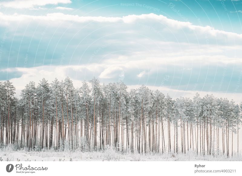 Schneebedeckter Kiefernwald. Frosted Trees Frozen Trunks Woods In Winter Snowy Coniferous Forest Landscape schön Schönheit in der Natur kalt Farbe Nadelwald