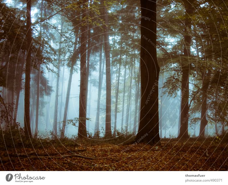 Rotkäppchenwald Erde Luft Herbst Nebel Baum Sträucher Blatt Wildpflanze Wald braun Stimmung Romantik geheimnisvoll Laubwald Gedeckte Farben Morgendämmerung