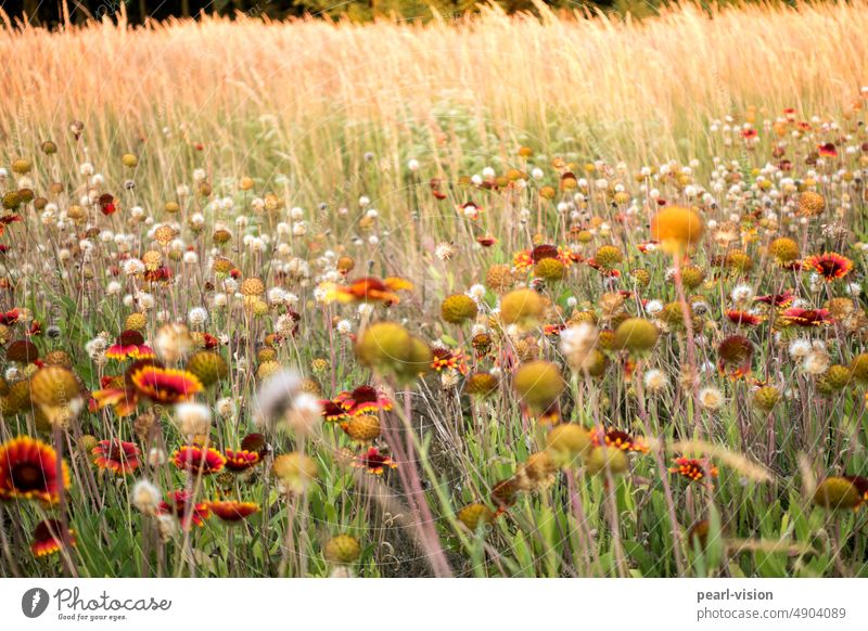 Sommerwiese Blüte Blühend Blumenwiese Wiese Romantik friedlich Wildpflanze Natur wunderschön Sonnenlicht Außenaufnahme Feld Gras
