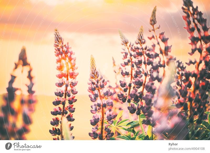 Busch der wilden Blumen Lupine im Sommer Feld Wiese bei Sonnenuntergang Sonnenaufgang. Lupinus, allgemein bekannt als Lupine oder Lupine, ist eine Gattung von blühenden Pflanzen in der Familie der Hülsenfrüchtler, Fabaceae