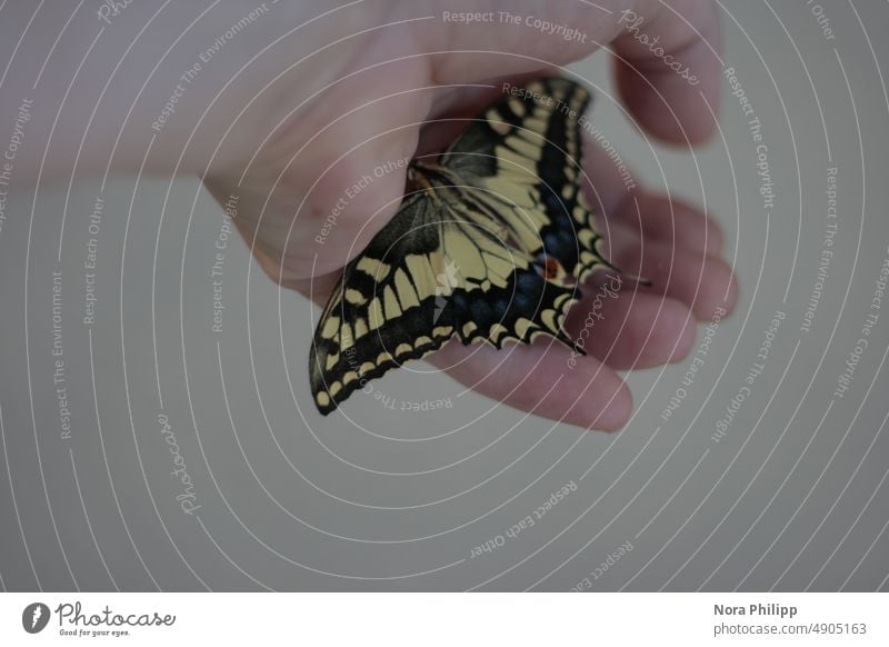 Schmetterling in einer Hand Schmetterling Hand Natur Finger Insekt Fühler Flügel Tier Farbfoto Tierporträt Nahaufnahme natürlich Detailaufnahme