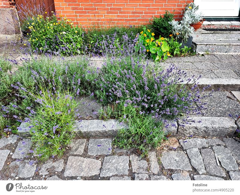 Ein schön natürlich bewachsener Fußweg  mit Lavendel und anderen Blumen. Steine Stufen Pflastersteine blühen Pflanzen grün lila violett gelb Klinkerfassade