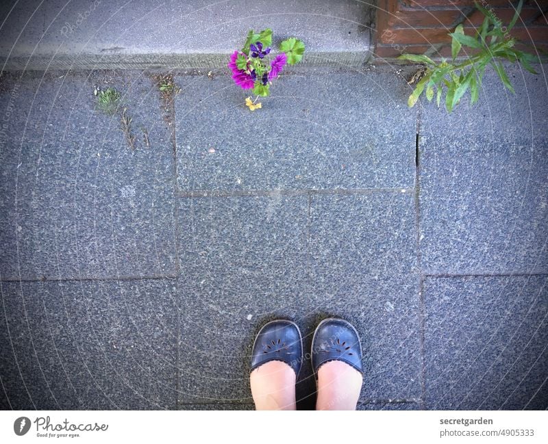 Kantenschutz Blume Füsse Stufe Blüte Überraschung Eingang Schuhe Sommer nackt Gehweg Füße Außenaufnahme stehen Farbfoto Frau Vogelperspektive Mensch grau
