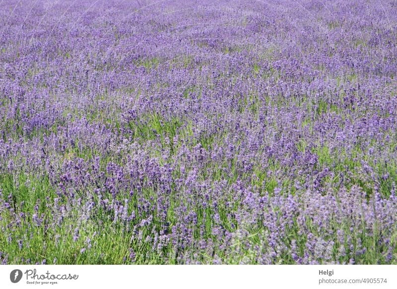 Lavendelfeld in voller Blüte Blume Blütenstand Lippenblütler Zierpflanze Heilpflanze mediterran Lavendelöl Duft Lavendelduft Sommer Pflanze Natur violett lila