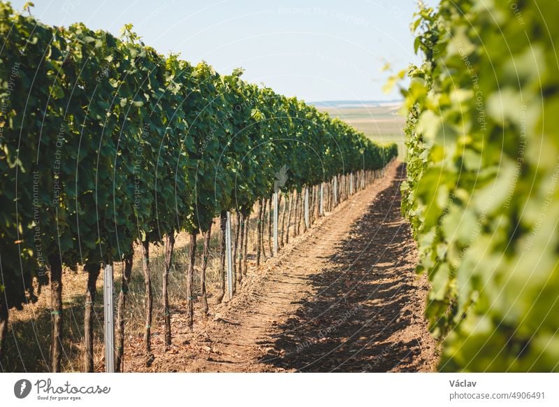 Blick auf den Weinberg bei warmem und sonnigem Wetter in der Nähe von Kyjov, Südmähren, Tschechische Republik. Traubenfeld für den Weinanbau Weinbau Tschechien