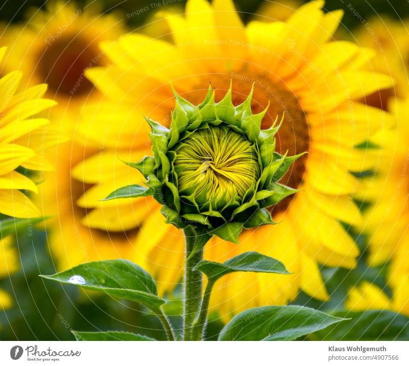 Filigrane Blütenknospe einer Sonnenblume vor einem blühenden Sonnenblumenfeld Knospe blühende Blume Ölfrucht Korbblütengewächs Blütenknospen Blütenblatt Blatt