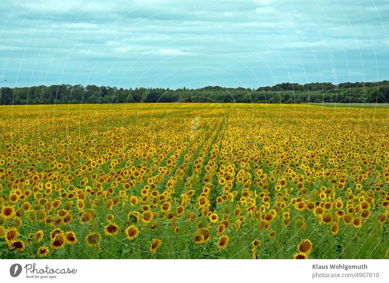 Sonnenblumenfeld mit blühenden Sonnenblumen vor einem Wald unter leicht bedeckem Himmel Sommer Korbblütengewächs Landwirtschaft Ölfrucht bedeckter himmel