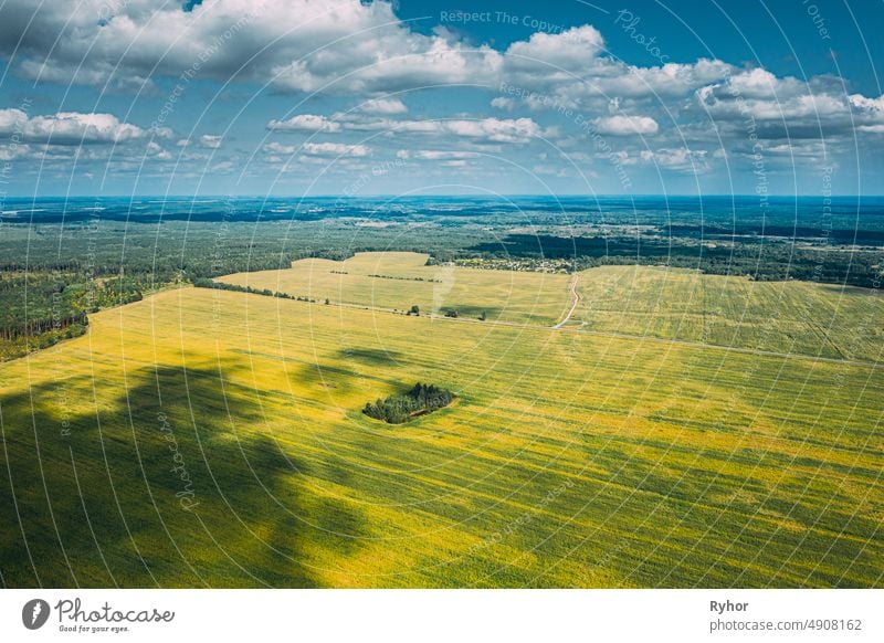 Luftaufnahme der landwirtschaftlichen Landschaft mit blühenden blühenden Raps, Ölsaat im Feld Wiese im Frühjahr. Blossom Of Canola Gelbe Blumen. Schöne ländliche Landschaft in der Vogelperspektive