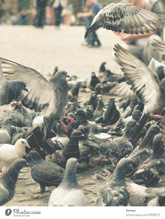 Tier | Grossgruppe Nutztier Vogel Taube Tiergruppe Schwarm fliegen Fressen sitzen Flügel Farbfoto Gedeckte Farben Außenaufnahme Nahaufnahme Tierporträt