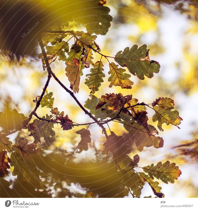 auf herbst geeicht Umwelt Natur Pflanze Herbst Schönes Wetter Baum Ast Blatt Eiche Eichenblatt Wald braun gelb gold herbstlich vertrocknet welk färben Unschärfe