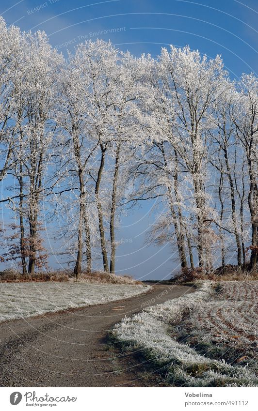 Feldweg bei Raureif Winter Natur Landschaft Wolkenloser Himmel Eis Frost Pflanze Baum Wald kalt blau braun weiß Wege & Pfade Farbfoto Außenaufnahme Menschenleer