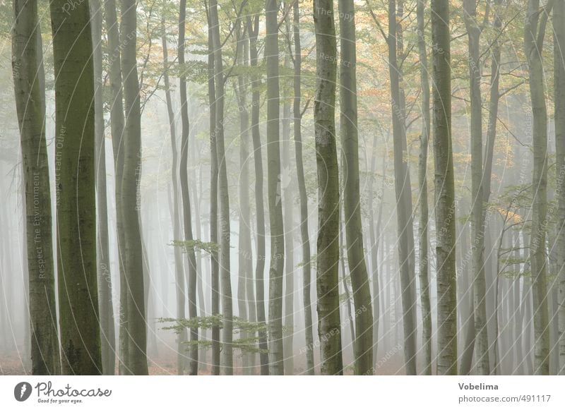 Morgennebel im Wald Natur Landschaft Luft Herbst Wetter Nebel Pflanze Baum blau braun gelb trösten ruhig Hoffnung Glaube Traurigkeit Trauer Farbfoto