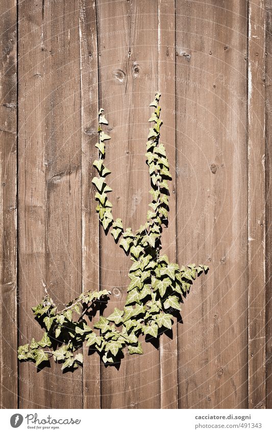 wächst überall Umwelt Pflanze Herbst Schönes Wetter Efeu Mauer Wand Bretterzaun Holz einfach Erfolg Fröhlichkeit Unendlichkeit lustig Neugier braun grün