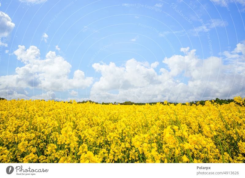 Gelbe Rapsblüten auf einem ländlichen Feld Sommerzeit Rapsöl ukrainische Flagge malerisch ukraine flagge Brassica napus gelbes Feld Saison gelber Raps natürlich