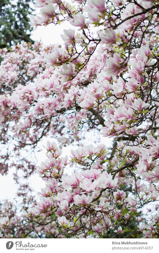 Nahaufnahme von Magnolienbaum blühen im Frühjahr. schöne weiße und rosa Blüten eines Baumes. Vertikale Tapete mit blühenden Magnolien im Park. Flora