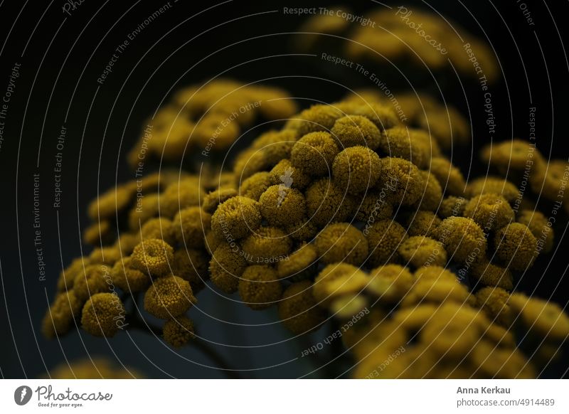 Ein gelber Rainfarn vor dunklem Hintergrund Tanacetum vulgare Wildpflanze Wildpflanzen Wildblume Insektenfreundlich Insektennahrung robuste Pflanze Nahaufnahme